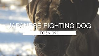 TOSA INU JAPANS NATIONAL FIGHTING DOG [upl. by Salem]