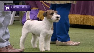 Russell Terriers  Breed Judging 2023 [upl. by Eninahs]