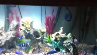 135 Gallon African Cichlid Tank Malawi Tanganyika and Victoria Show Tank [upl. by Akemat828]