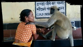 HEART TOUCHING RELATIONS OF WOMAN WITH MONKEY  Exploring Incredible India [upl. by Rand142]