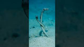 Underwater Plants or Eels Meet the Garden Eels shorts facts [upl. by Thun958]