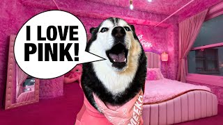 My Husky Turned My Room PINK SHE ARGUES [upl. by Alyson]