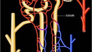 Néphron système de filtration rénale [upl. by Feriga789]
