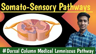 Dorsal Column Medial lemniscus pathway Anterolateral Pathway  CNS Physiology hindi Ashish [upl. by Thorr]