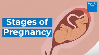 How your baby develops  Stages of pregnancy  Bupa Health [upl. by Kissner]