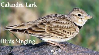 Birds Singing  Calandra Lark  Sounds of Nature [upl. by Kellene908]