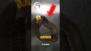 COSA SUCCEDE SE UN SERPENTE SI MANGIA DA SOLO 😱😭 [upl. by Aram169]