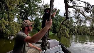 Hanging An Alligator Line amp Trail Cam [upl. by Leirua]