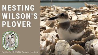 Nesting Wilsons Plover [upl. by Eerehc]