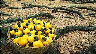 How Cashew Nut Farming and Processing  Cashew Cultivation Asian Technology [upl. by Marysa177]