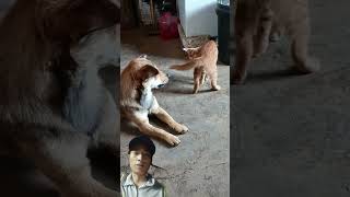 The naughty cat and the endingcat dog funnyanimlas [upl. by Issak]