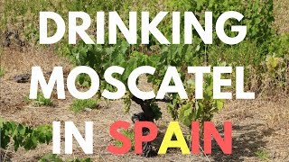 Drinking Moscatel in Spain  Sweet Wine review and tasting [upl. by Paulina]