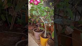 Beta adenium growing in small pot adenium adeniumflowers nature smallpots shorts viral [upl. by Anehsuc]