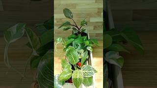 Indoor Plant Decoration amp Arrangement Ideas shorts indoorplants plantdecoration [upl. by Eizle]