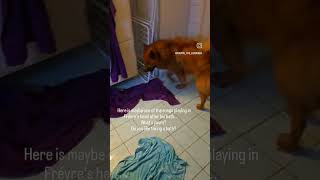 Fréyretheeurasier hates taking a bath eurasier dog bathtime angrydog rageagainstthemachine [upl. by Nepean759]