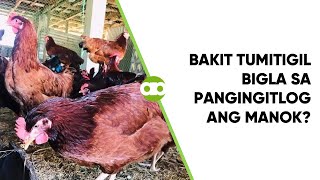 Bakit Tumitigil Bigla sa Pangingitlog ang Manok [upl. by Htebazileyram85]