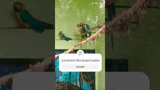 macaw 🦜 parrot sm birds and pets birds macaw bird [upl. by Artep]