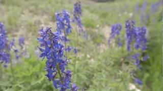 Wildflower Guide Beautiful Native Plants on Utahs Wasatch Plateau [upl. by Segal]