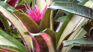 Bromeliad Aechmea Supernova  MUTANT seedling [upl. by Trovillion]