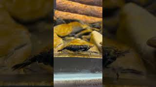 Black sapphire shrimp Not sure if it has eggs [upl. by Joeann]