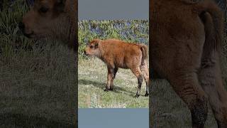 Baby Bison Red Dog Waits for Mom animals bison nature [upl. by Atiek]