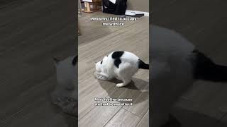 Good enrichment activity for kitty cats 🐈😻 cats catenrichment cutecat funny pets ytshorts [upl. by Boccaj]