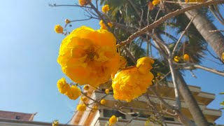 Cochlospermum regium  Yellow cotton flowers [upl. by Wixted]