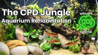 Jungle Nano Fish CPD Aquarium with DIY CO2 Tutorial [upl. by Asirrak89]