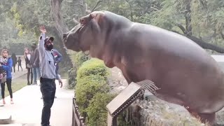 Guard who Slapped HIPPO at Delhi Zoo  Explained [upl. by Avenej]