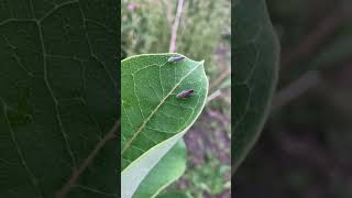 Candy striped leafhopper summer 2024 🍭 🍬 [upl. by Yrevi725]