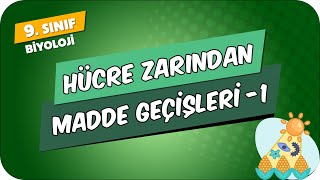 Hücre Zarından Madde Geçişleri  1  9Sınıf Biyoloji 2024 [upl. by Kosel]