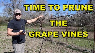 Mastering The Art Of Pruning Grape Vines A Stepbystep Guide [upl. by Anirbac35]