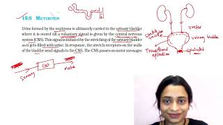 Excretory system Lecture 5  Micturition [upl. by Dami]