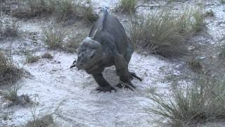 Documental Reserva de Biósfera JaraguaBahorucoEnriquillo 2014 [upl. by Yragerg]