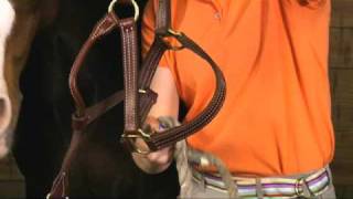 How to Approach a Horse and Put on Halter [upl. by Petie]