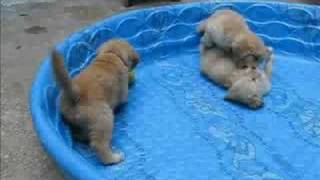 6week old Golden Retriever puppies playing [upl. by Oilegor593]