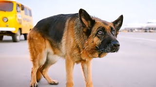 Sahibi Onu Havaalanında Terk Etti Sadık Köpek İse Yıllarca Bekliyor Film ÖZETİ [upl. by Korns676]