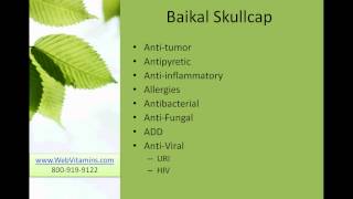 Baikal Skullcap or Chinese Skullcap  Uses dosage and Side Effects [upl. by Webber]