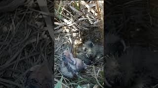 Skylark Saga Witness the Heartbreaking Mongoose Attack on Bird Babies [upl. by Huskey433]