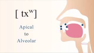 txʷ  unvoiced aspirated velarized labialized apical alveolar stop [upl. by Lynne847]