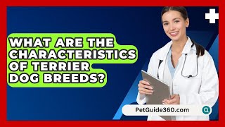 What Are the Characteristics of Terrier Dog Breeds  PetGuide360com [upl. by Frodeen]