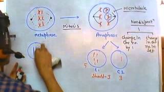 Nondisjunction of chromosome [upl. by Godliman771]