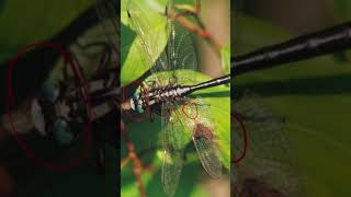 Entomology and Insects  Gomphidae ID  Dragonflies insectdiversity insects entomology [upl. by Mauralia432]