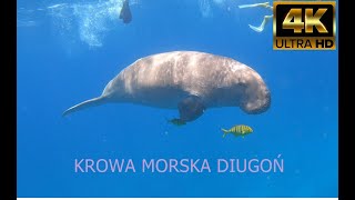 Krowa morska diugoń nurkowanie morze czerwone Egipt dugong Egypt sea cow  Морские коровы Египет [upl. by Jeggar]