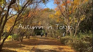 Autumn in Tokyo  東京の秋 [upl. by Yhtuv300]