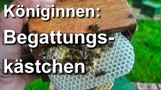 Beste Begattungskästchen BienenBegattungsvölkchen aufstellen aber wie [upl. by Gaeta]