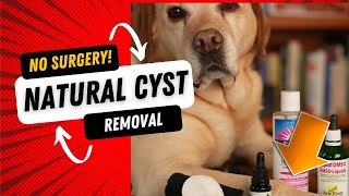 How To Get Rid of a Dog Cyst Naturally [upl. by Lesna180]