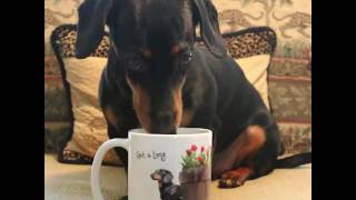 How Crusoe the Dachshund Gets Ready for His Day [upl. by Tarfe431]