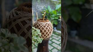 DIFFERENT TYPE OF KOKEDAMA snakeplant asparagus aralia spiderplant singonium moneyplant [upl. by Nolyarg]