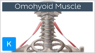 Omohyoid muscle  Origin Insertion Innervation amp Function  Human Anatomy  Kenhub [upl. by Lebasy790]